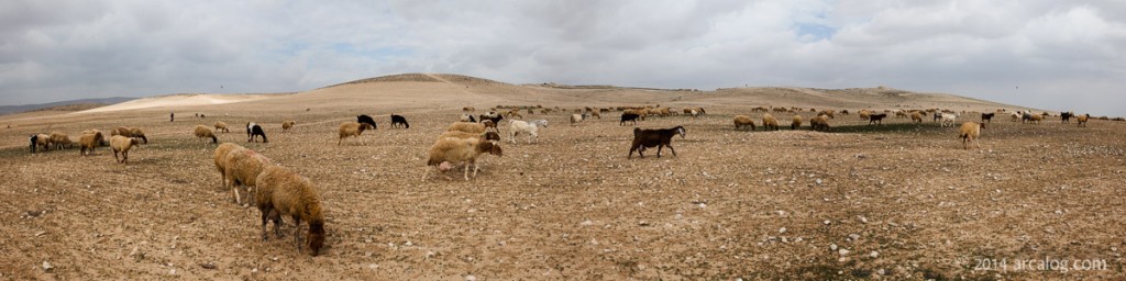 Tel Arad with Shepherd