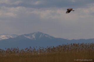 Birds along Lake Van