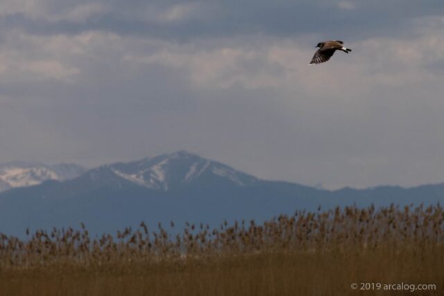 Birds along Lake Van
