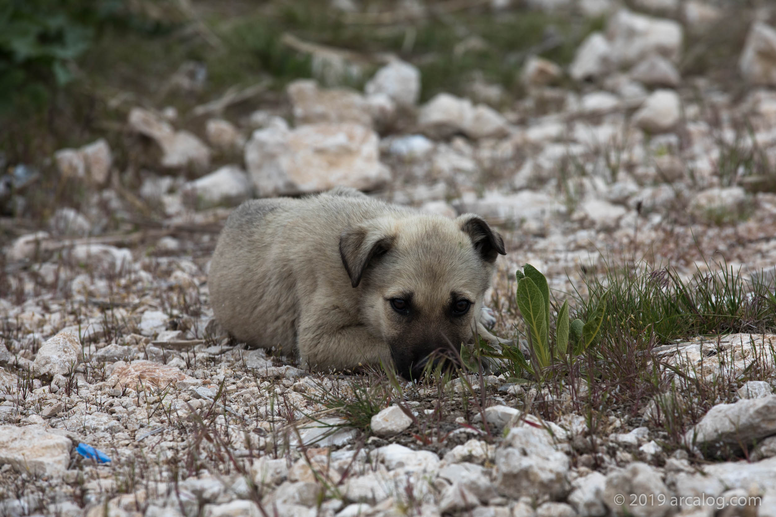 Little Puppy in Van, Turkey
