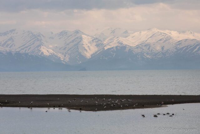 Birds Nesting on Shore of Lake Van