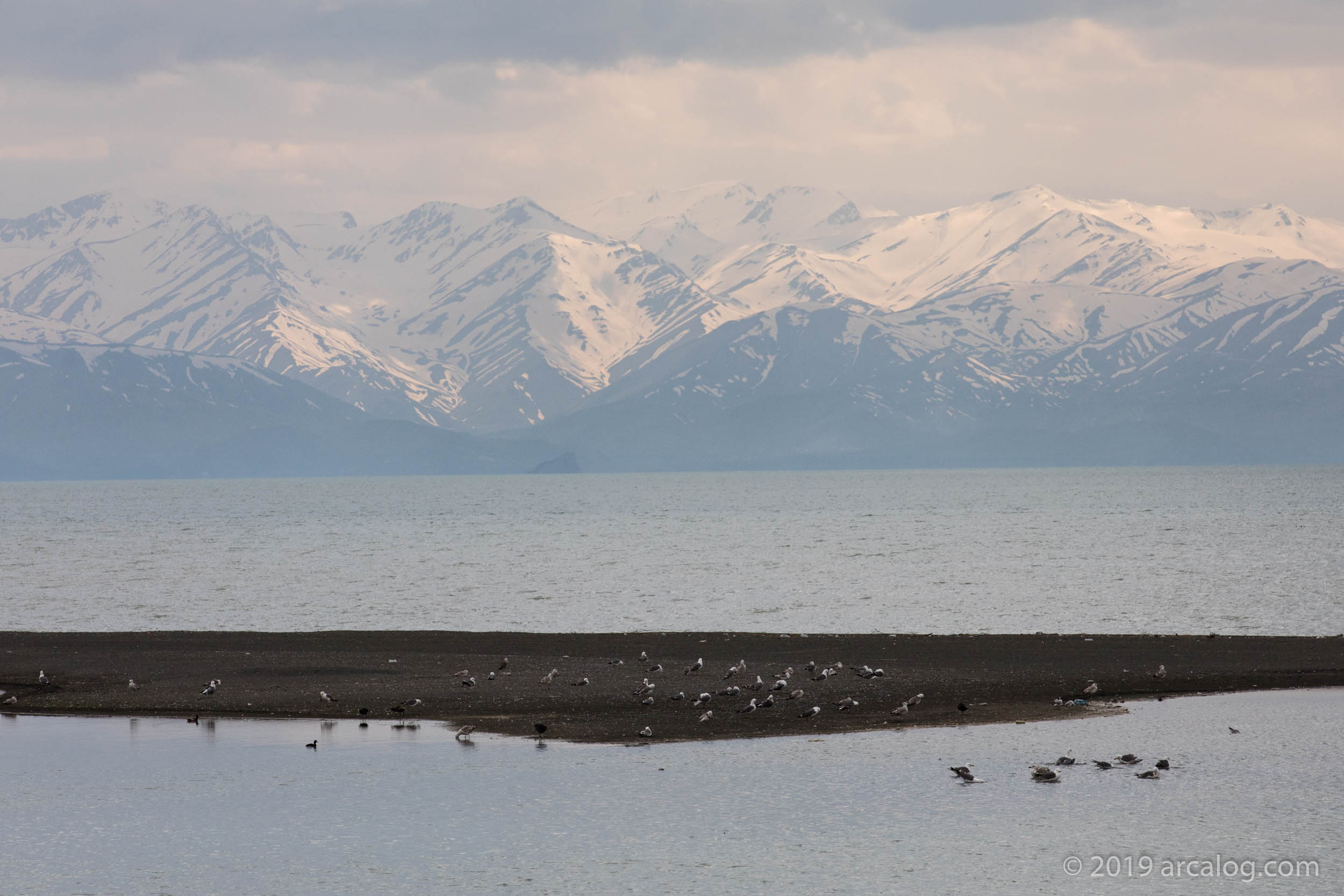 Birds Nesting on Shore of Lake Van